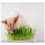 Maceta hidropónica con semillas yerba gatera